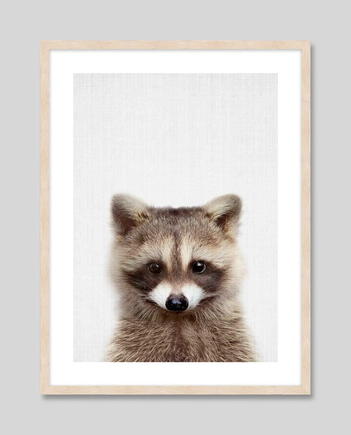 Woodland Raccoon