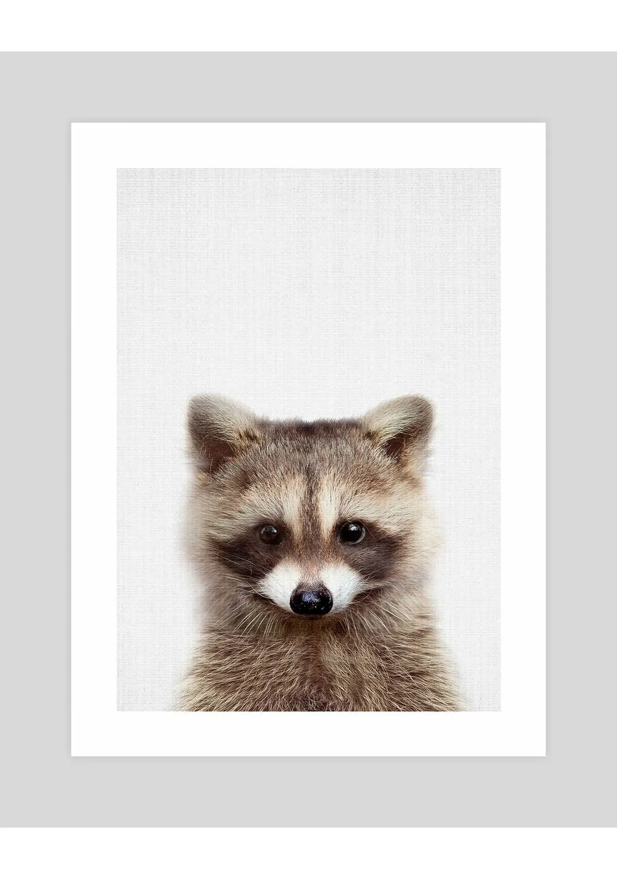 Woodland Raccoon